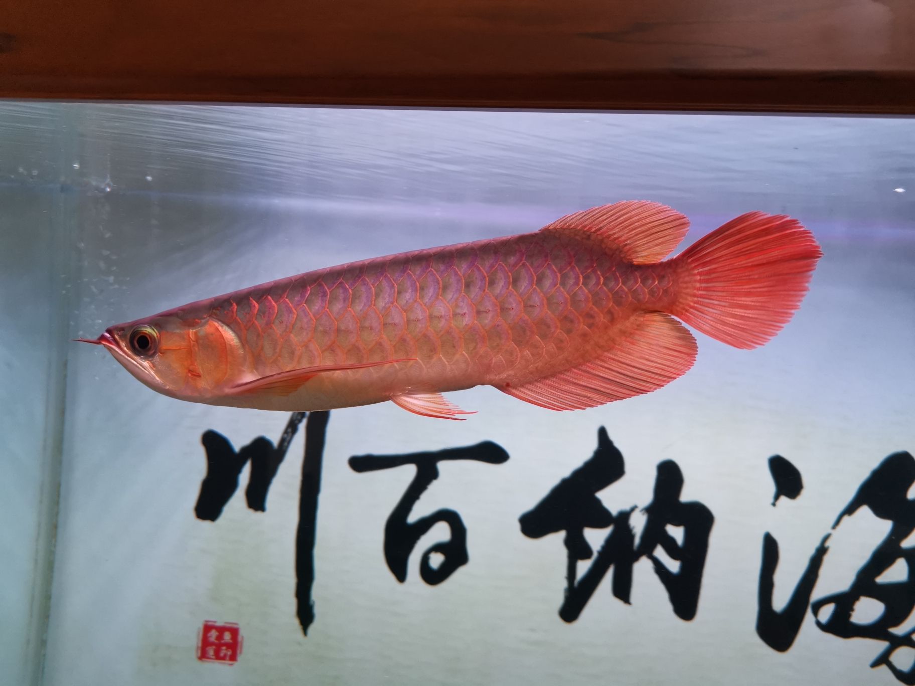 宜賓觀賞魚市場(chǎng)這身材