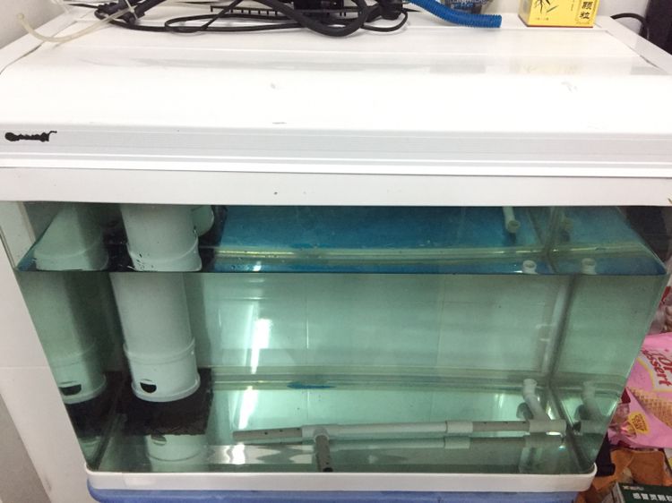 臨潼觀賞魚市場印尼虎魚準備搬新地方了