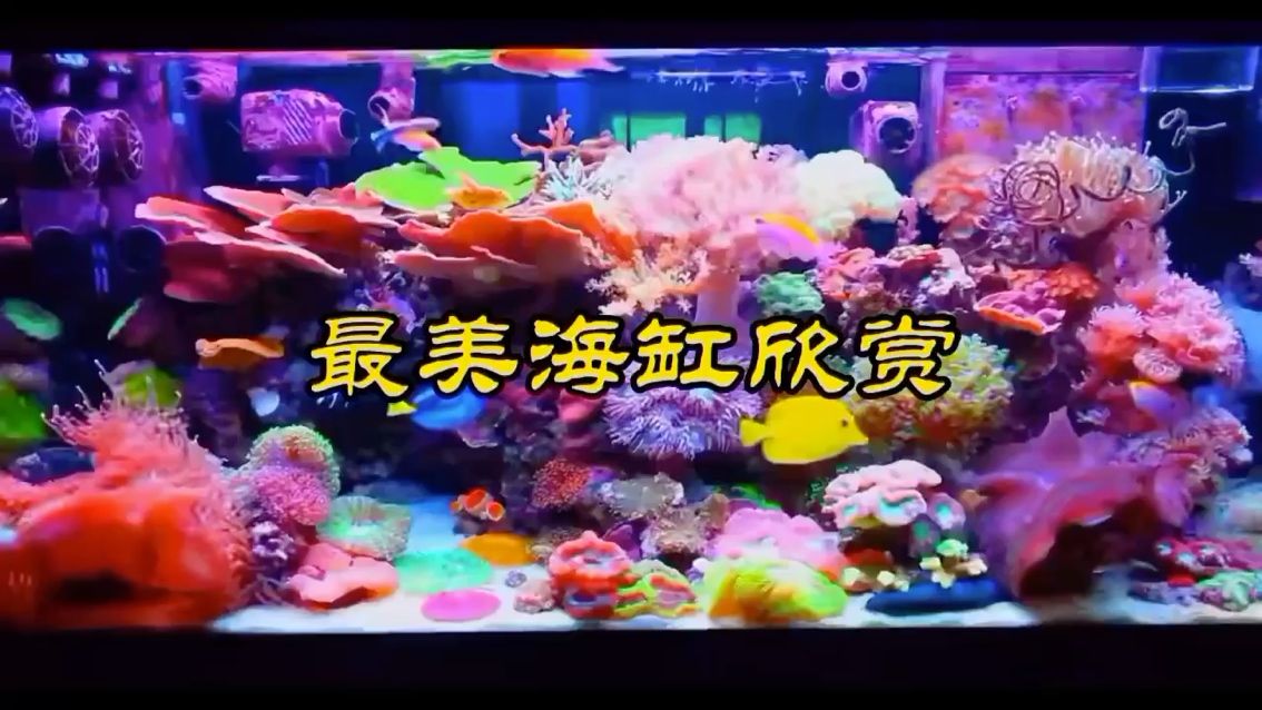 海缸欣賞 肥料