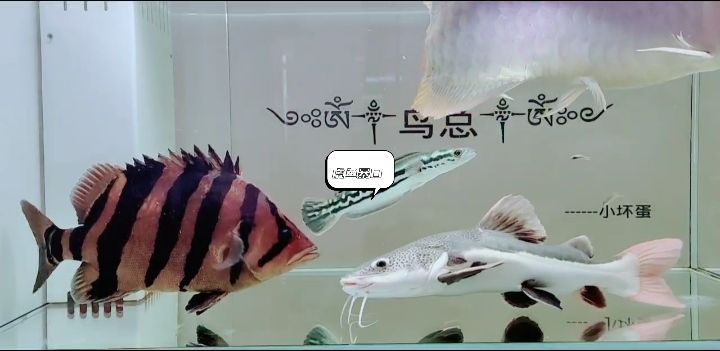 淺淺虎魚暴個(gè)口（宇哥6519評論：給力,小伙不帥_人見人愛評論） 觀賞魚論壇