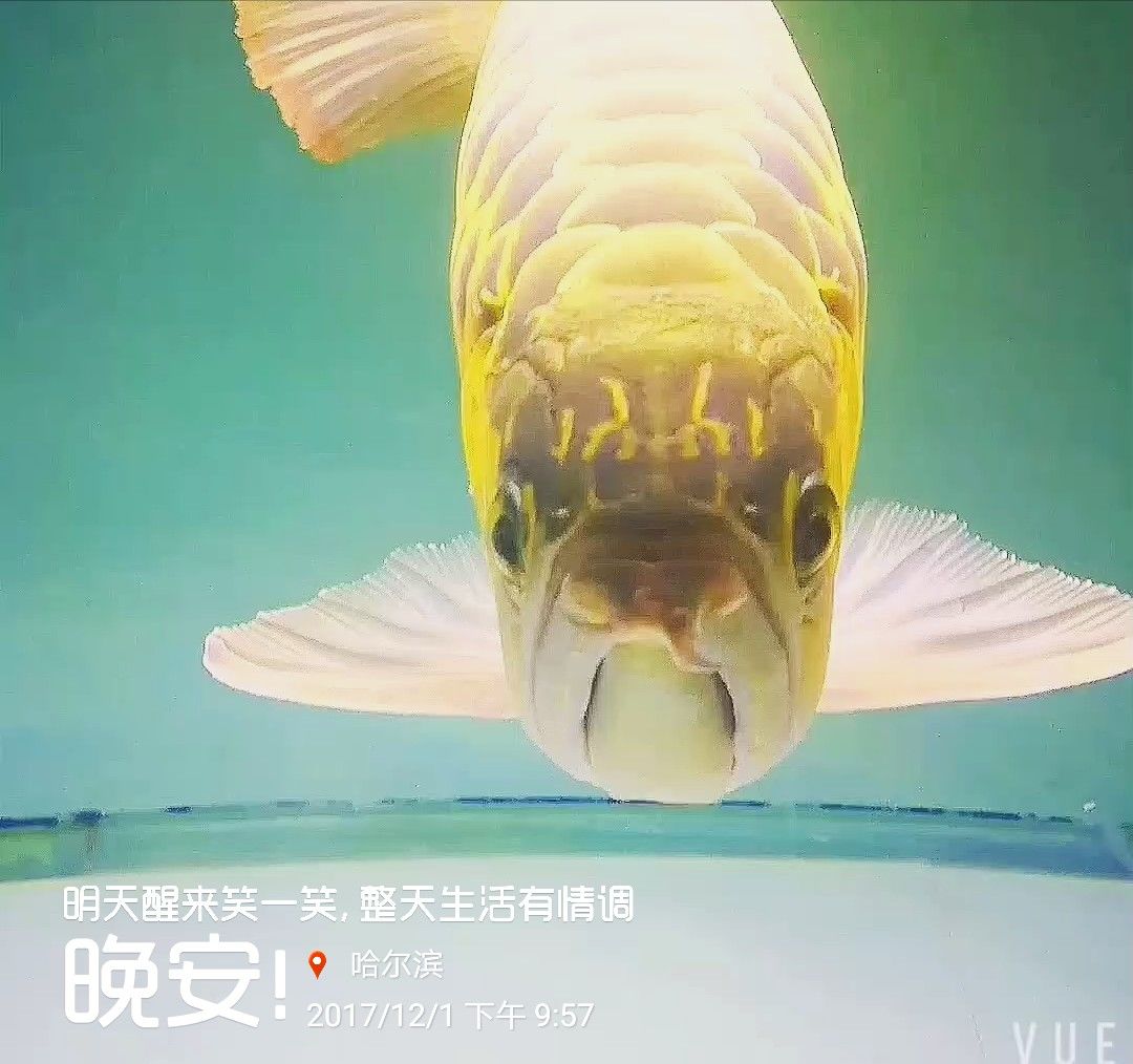 湘潭觀賞魚市場龍魚飼養(yǎng)心得