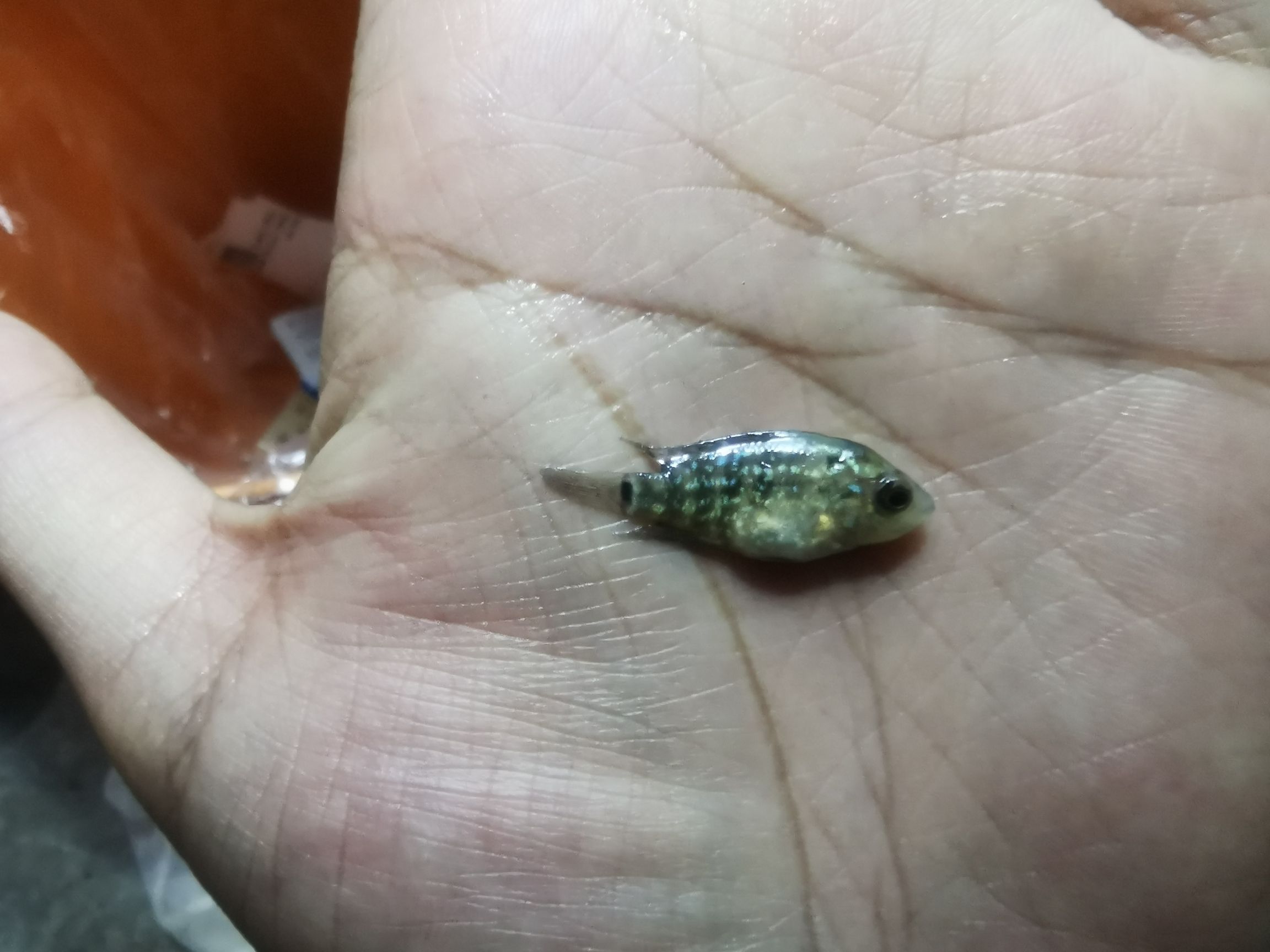 商丘觀賞魚市場火苗凰苗 觀賞魚市場（混養(yǎng)魚） 第1張