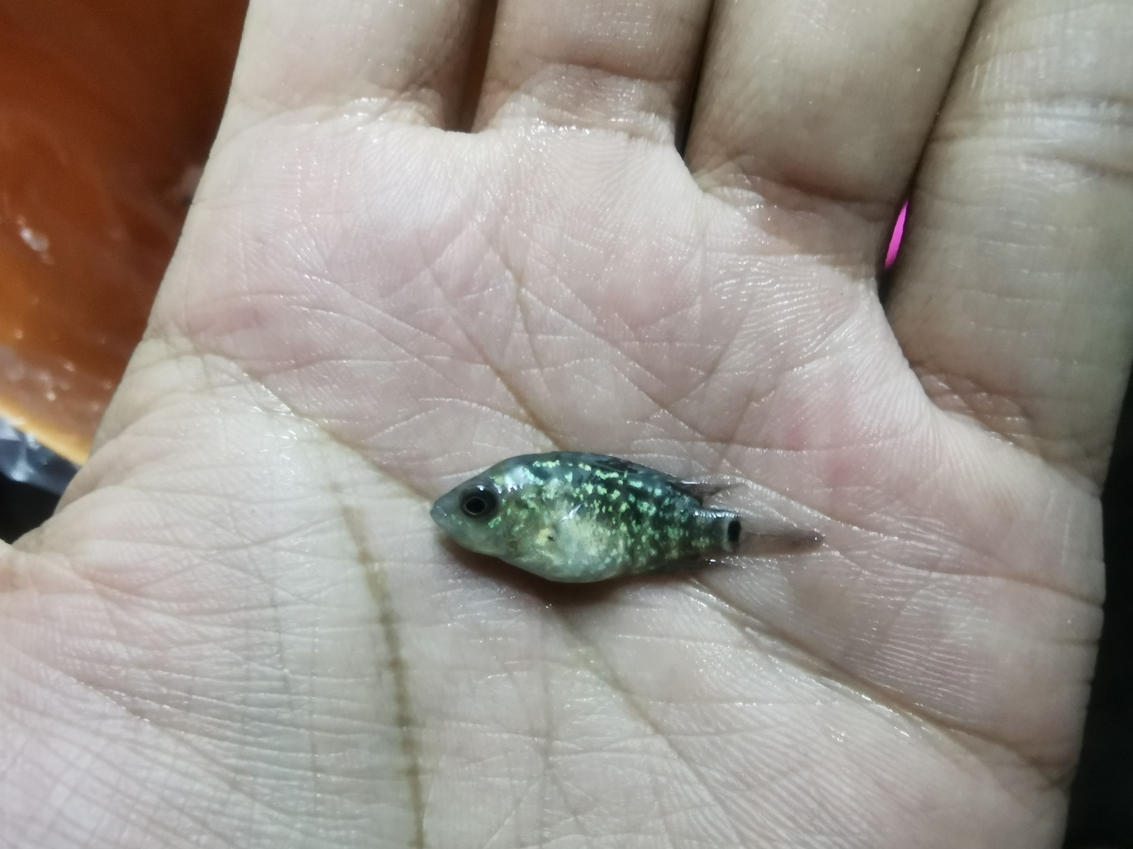 商丘觀賞魚市場火苗凰苗 觀賞魚市場（混養(yǎng)魚） 第3張