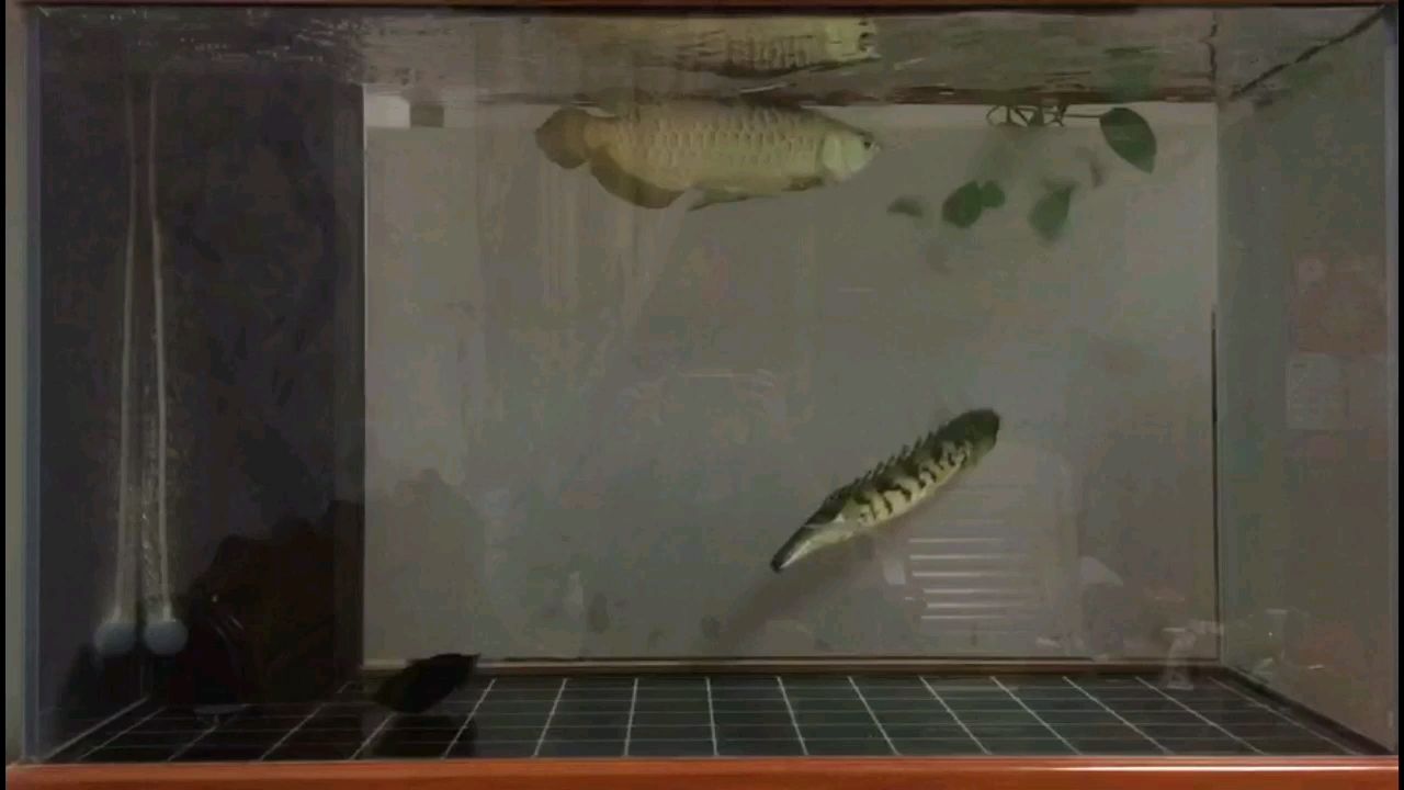 安順?biāo)屦^回家5個月了 大湖紅龍魚