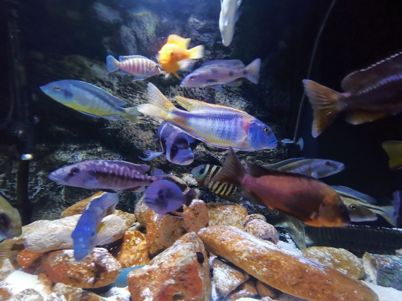 東營水族館來看看流星 銀河星鉆魚 第4張