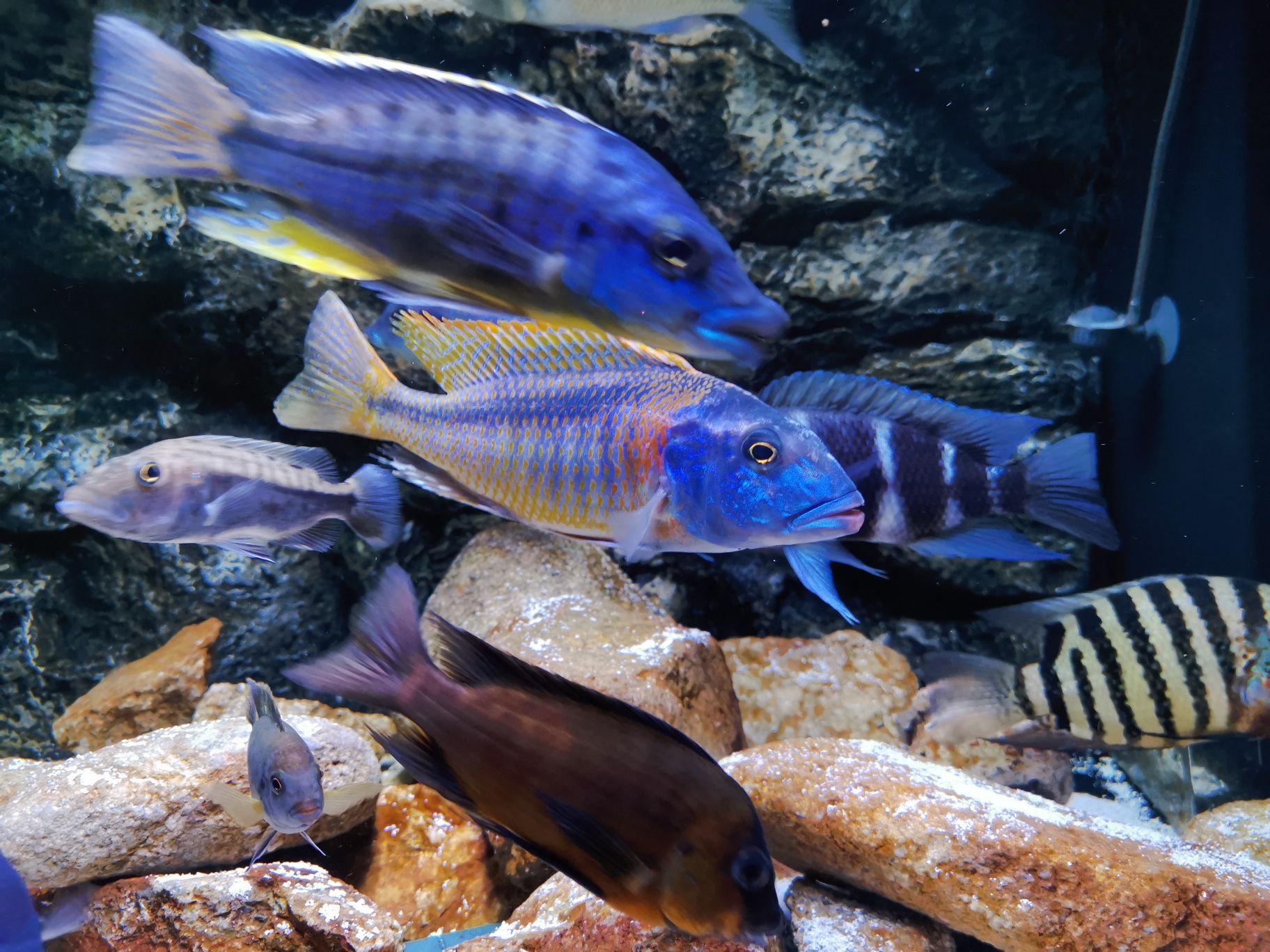 東營水族館來看看流星 銀河星鉆魚 第5張