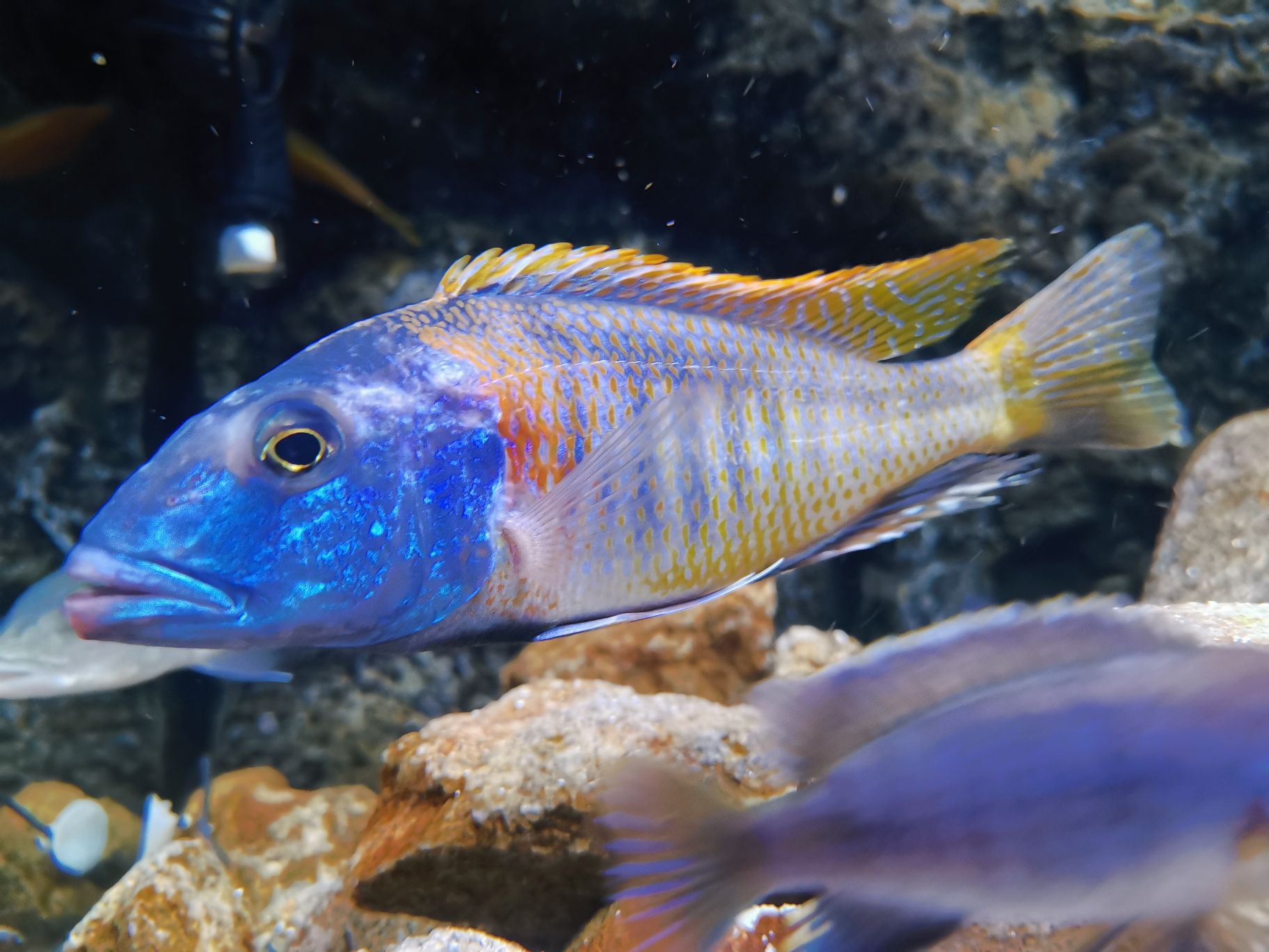 東營水族館來看看流星 銀河星鉆魚 第7張