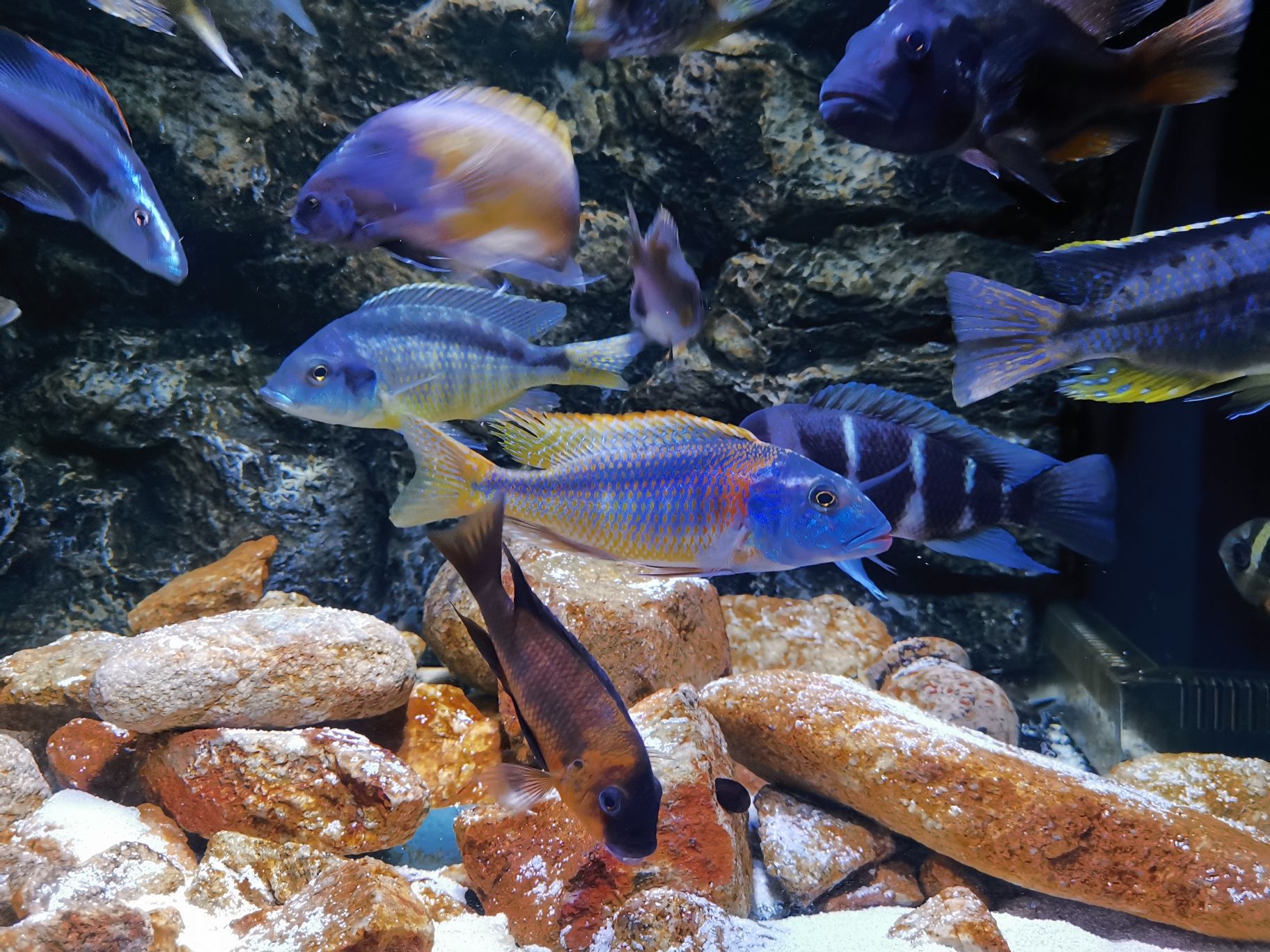 東營水族館來看看流星 銀河星鉆魚 第6張