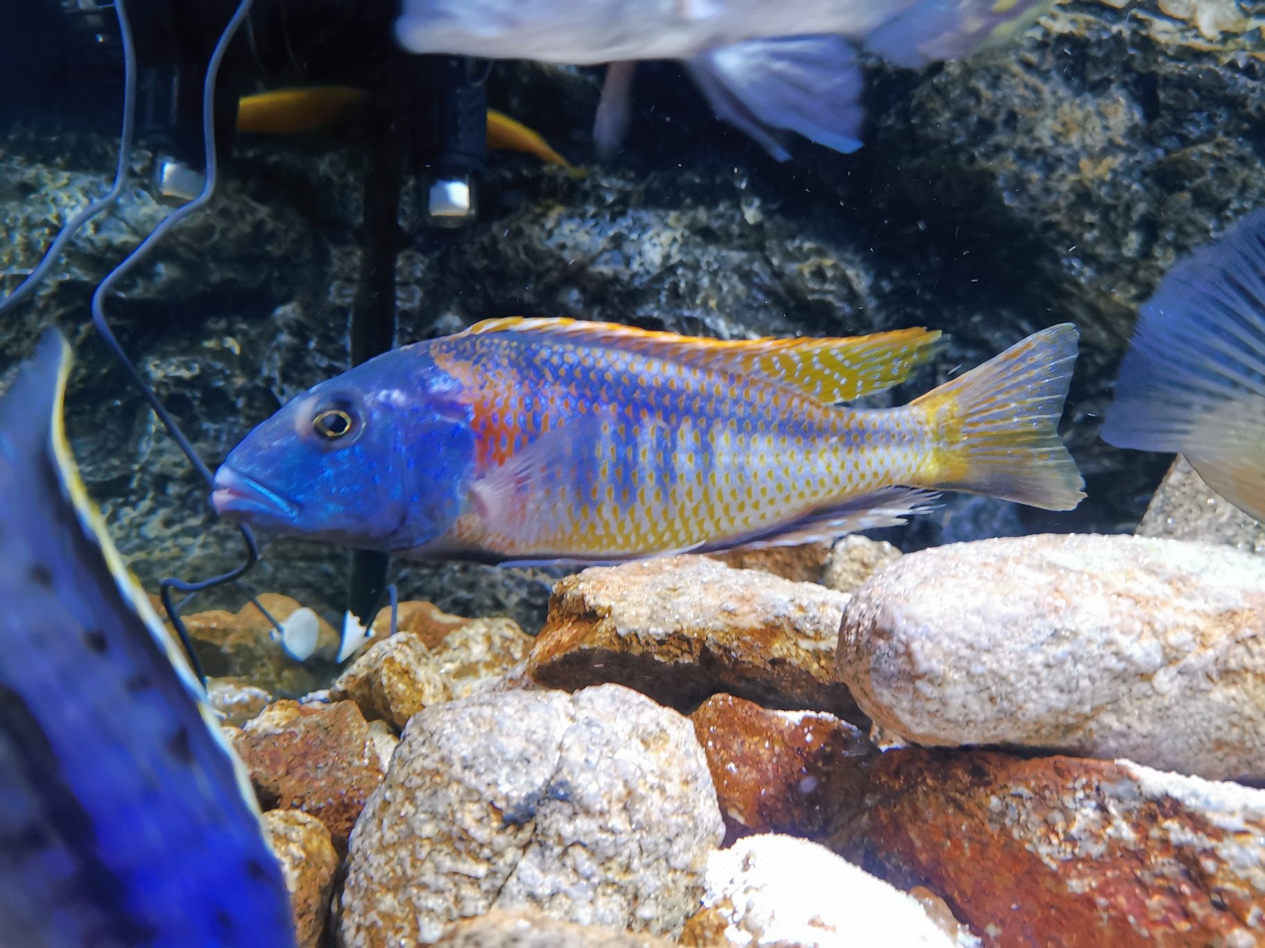 東營水族館來看看流星 銀河星鉆魚 第8張