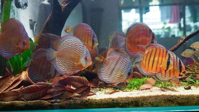 刷一下存在感神仙魚圈 黑白雙星魚 第3張