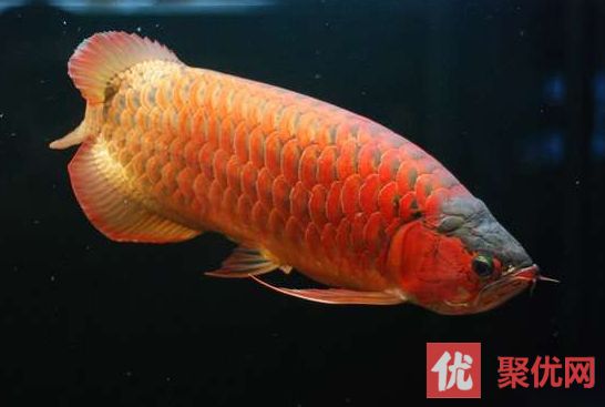 紅龍魚挑選標準是什么意思（紅龍魚挑選標準） 龍魚百科 第2張