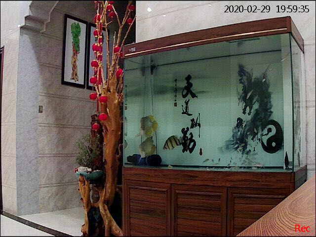 邢臺觀賞魚市場極速漂移