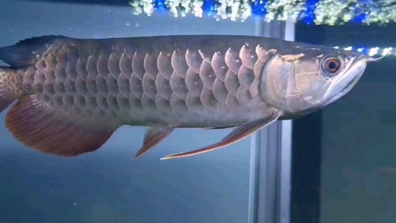 來到家里100天了現(xiàn)在40cm 虎魚魚苗 第1張