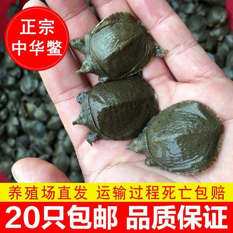 龍魚有必要喂小甲魚嗎？