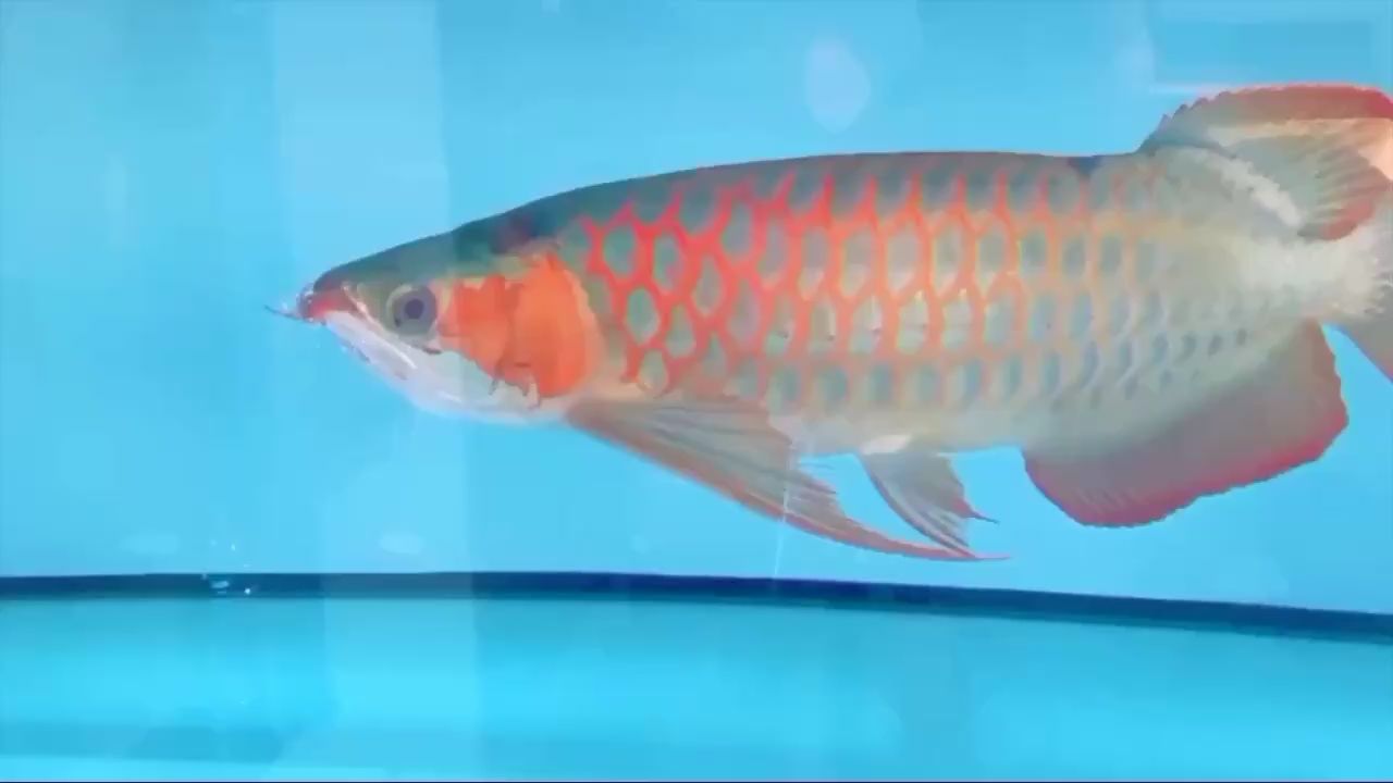 今日打卡 紅尾平克魚 第2張