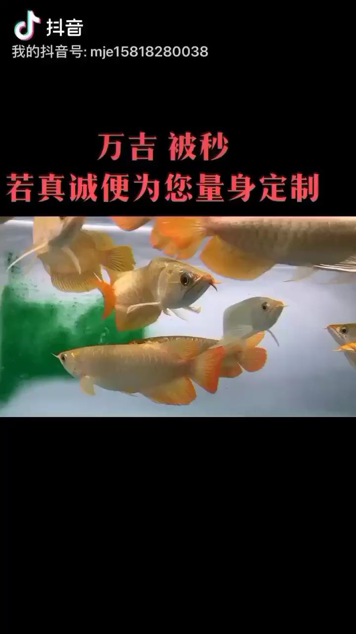 廣東孟吉爾萬(wàn)吉量身定制