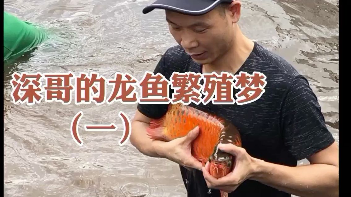 商洛水族館深哥的龍魚繁殖夢1