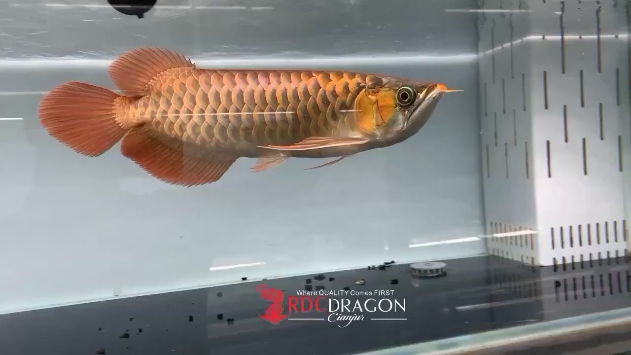 荊門水族館RDC紅魔