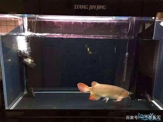 匯龍魚缸怎么放水（魚缸換水后如何調(diào)節(jié)水質(zhì)）