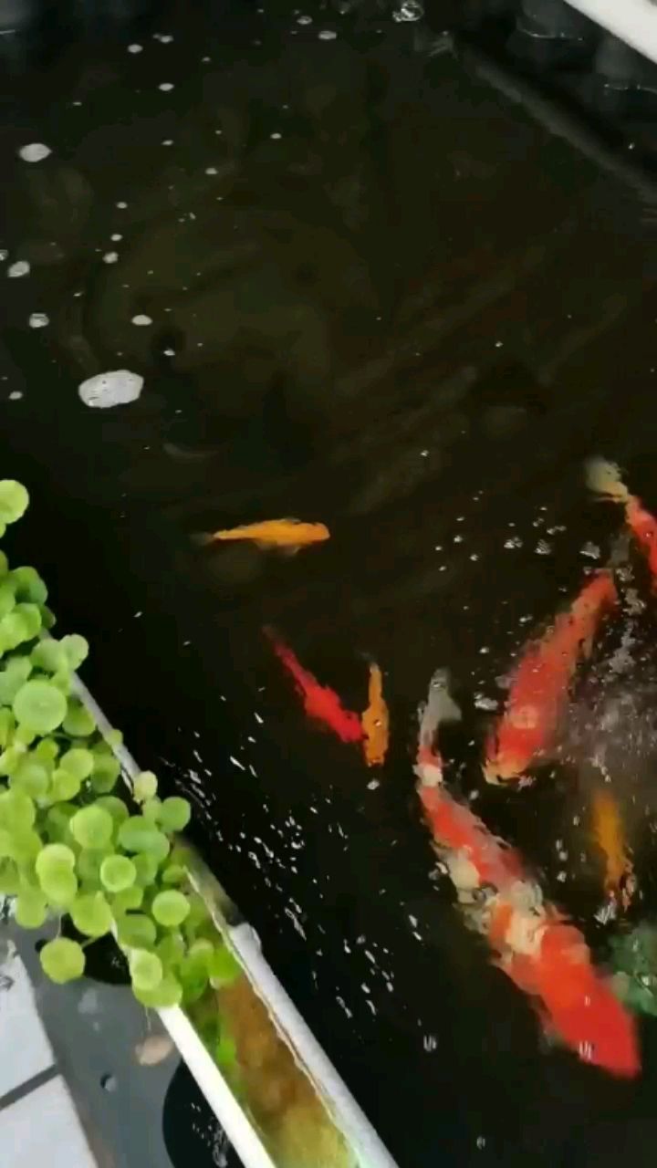 哈密水族館魚(yú)之樂(lè)