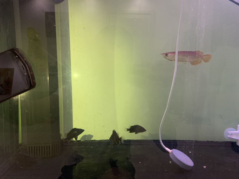 上海水族館增添五虎 眼斑魚 第4張