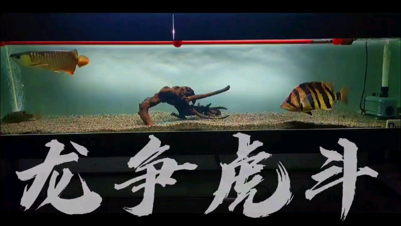 龍爭虎斗 黑金魟魚 第2張