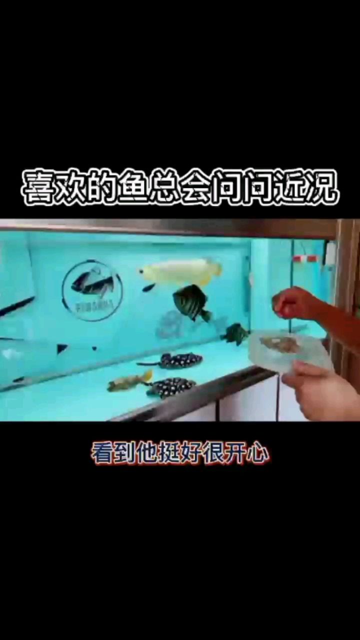 喜歡的魚總會(huì)問問近狀