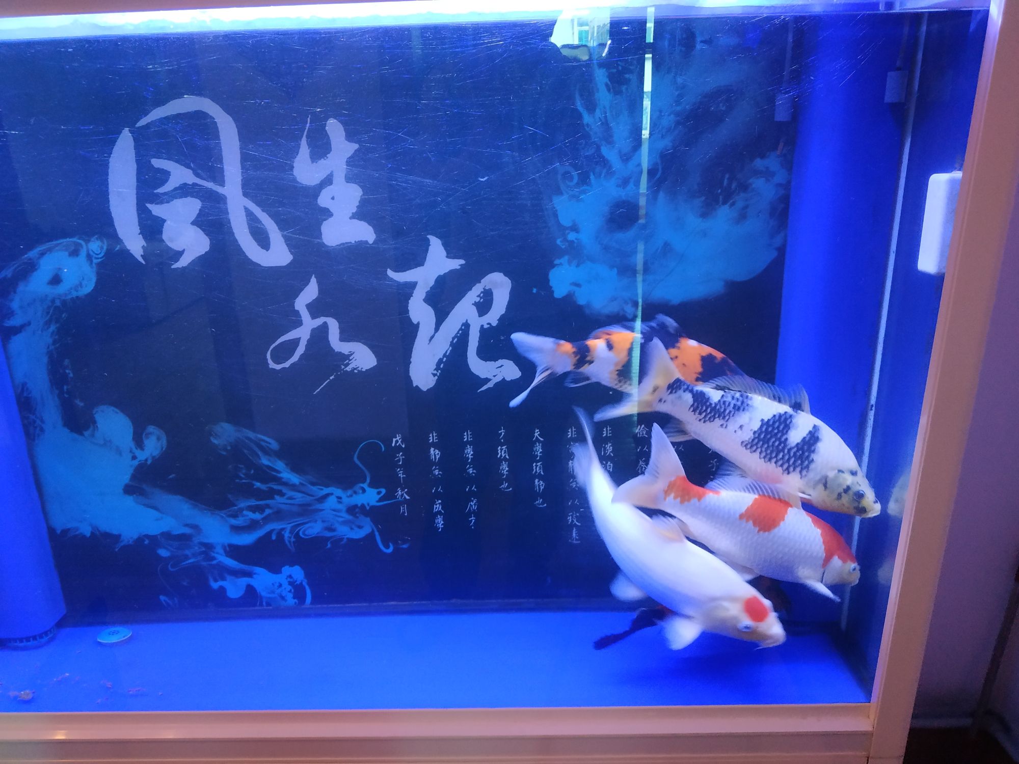 南充水族館有驚無險(xiǎn) B級(jí)過背金龍魚 第1張