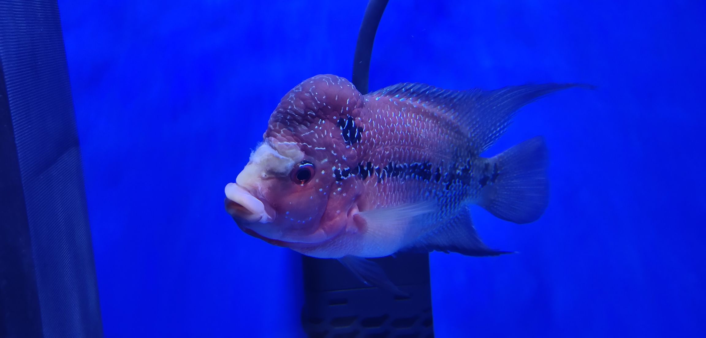 蘭州水族館小羅這幾天腹脹拖便還出現(xiàn)縮頭現(xiàn)象急