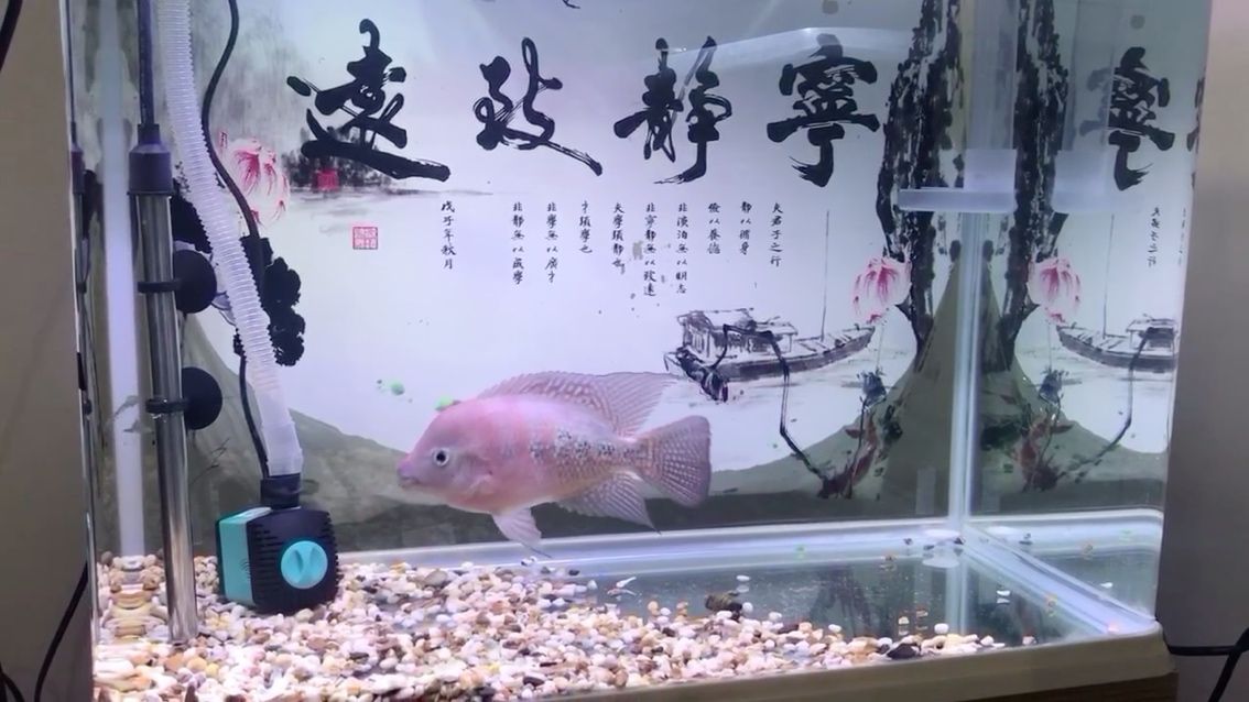 煎熬 非洲金鼓魚 第1張