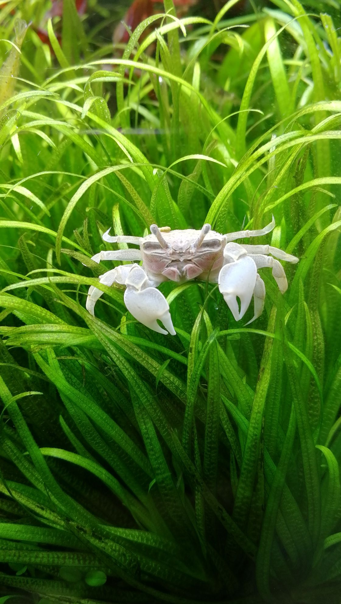 水草缸里面的新成員