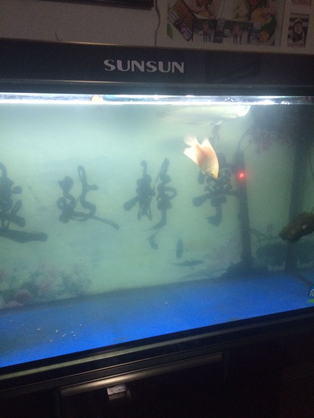 加兩粒硝化菌成這樣了腫么辦？ 水族雜談 第1張