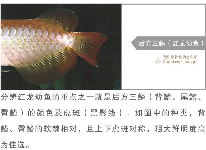 泰州觀賞魚市場鑒龍之眼2019版10 觀賞魚市場（混養(yǎng)魚） 第4張