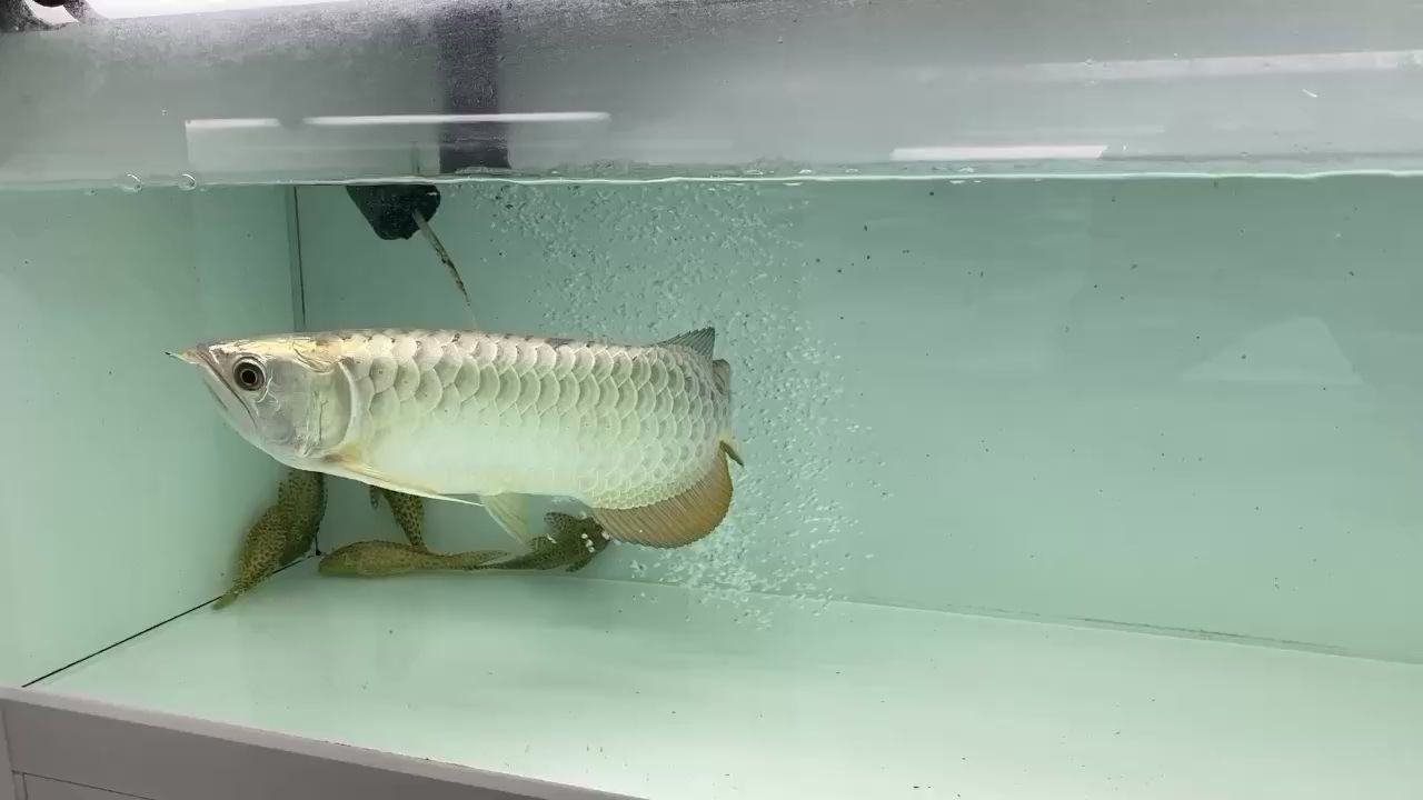 定西觀賞魚市場光頭強(qiáng) 觀賞魚市場（混養(yǎng)魚） 第1張