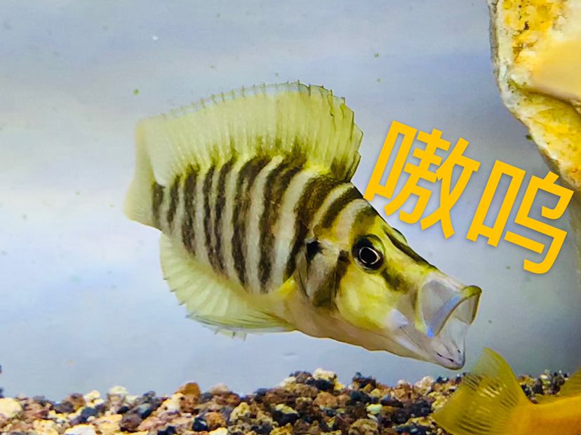 是個(gè)母虎？ 白子球鯊魚 第4張