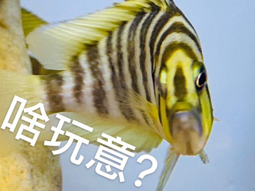 是個(gè)母虎？ 白子球鯊魚 第5張