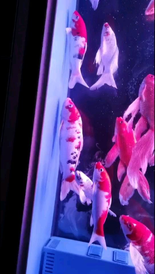 張掖水族批發(fā)市場這是什么癥狀？ 觀賞魚水族批發(fā)市場 第1張