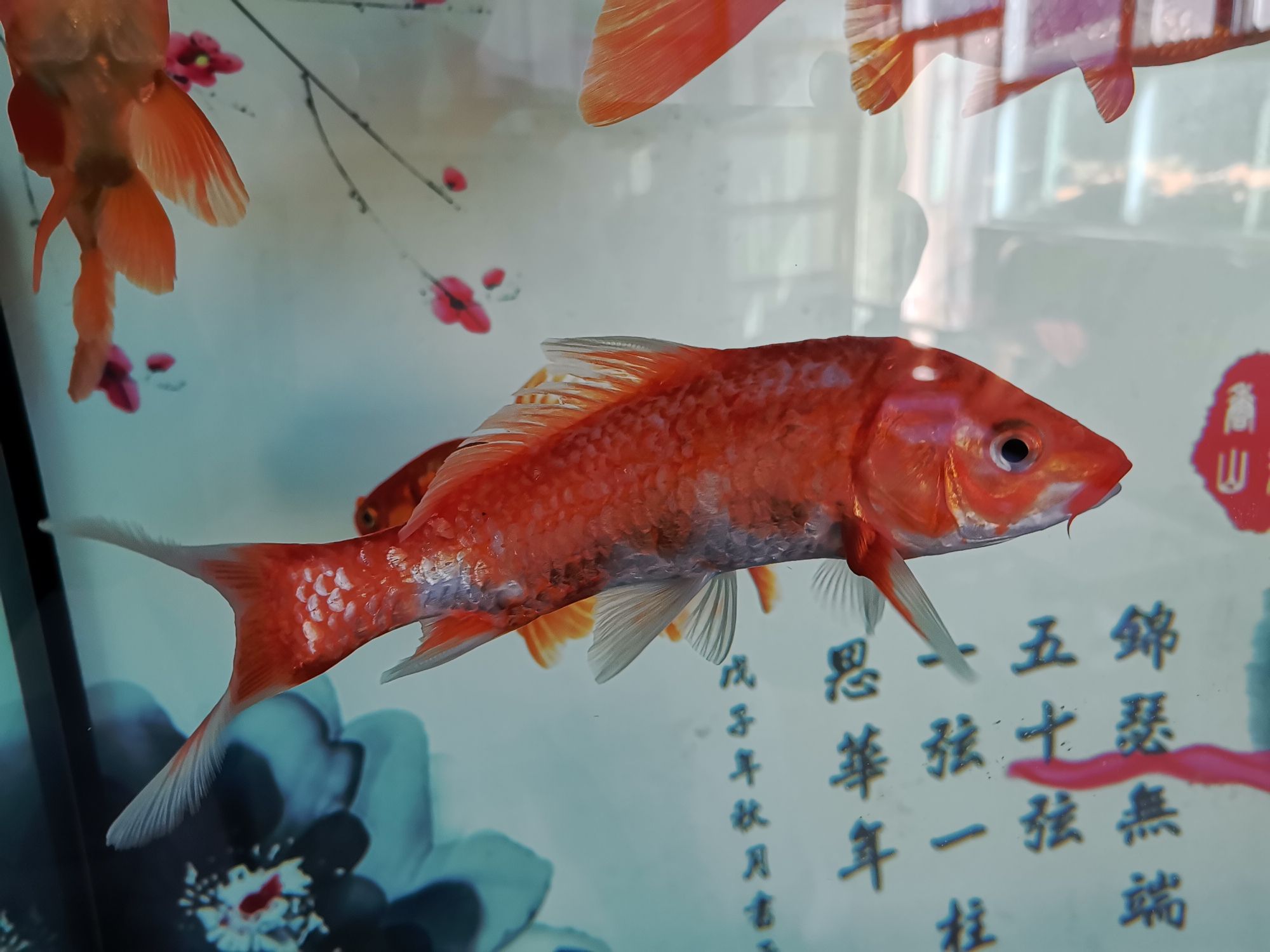 涼山彝族自治州觀賞魚市場快幫忙啊 觀賞魚市場（混養(yǎng)魚） 第1張