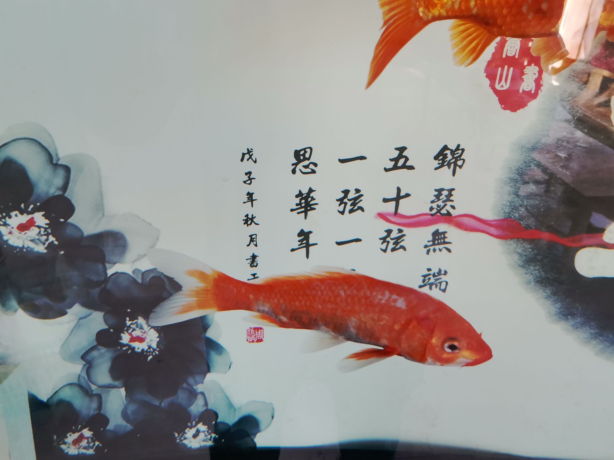 涼山彝族自治州觀賞魚市場快幫忙啊 觀賞魚市場（混養(yǎng)魚） 第5張