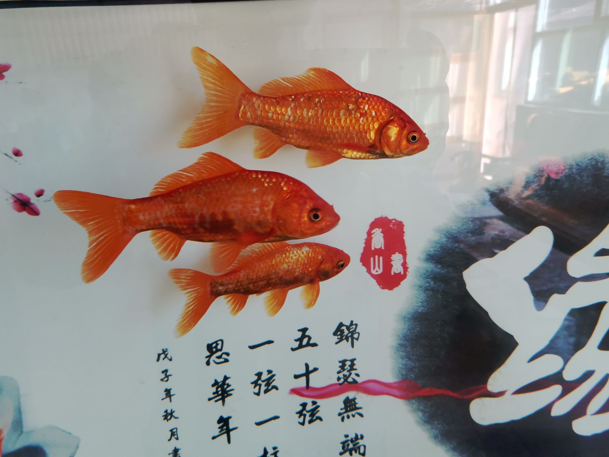 涼山彝族自治州觀賞魚市場快幫忙啊 觀賞魚市場（混養(yǎng)魚） 第4張