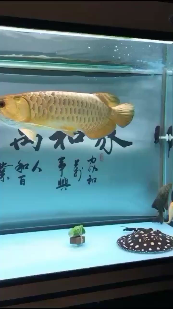 撞掉鱗了狀態(tài)恢復(fù)中 水族用品 第1張