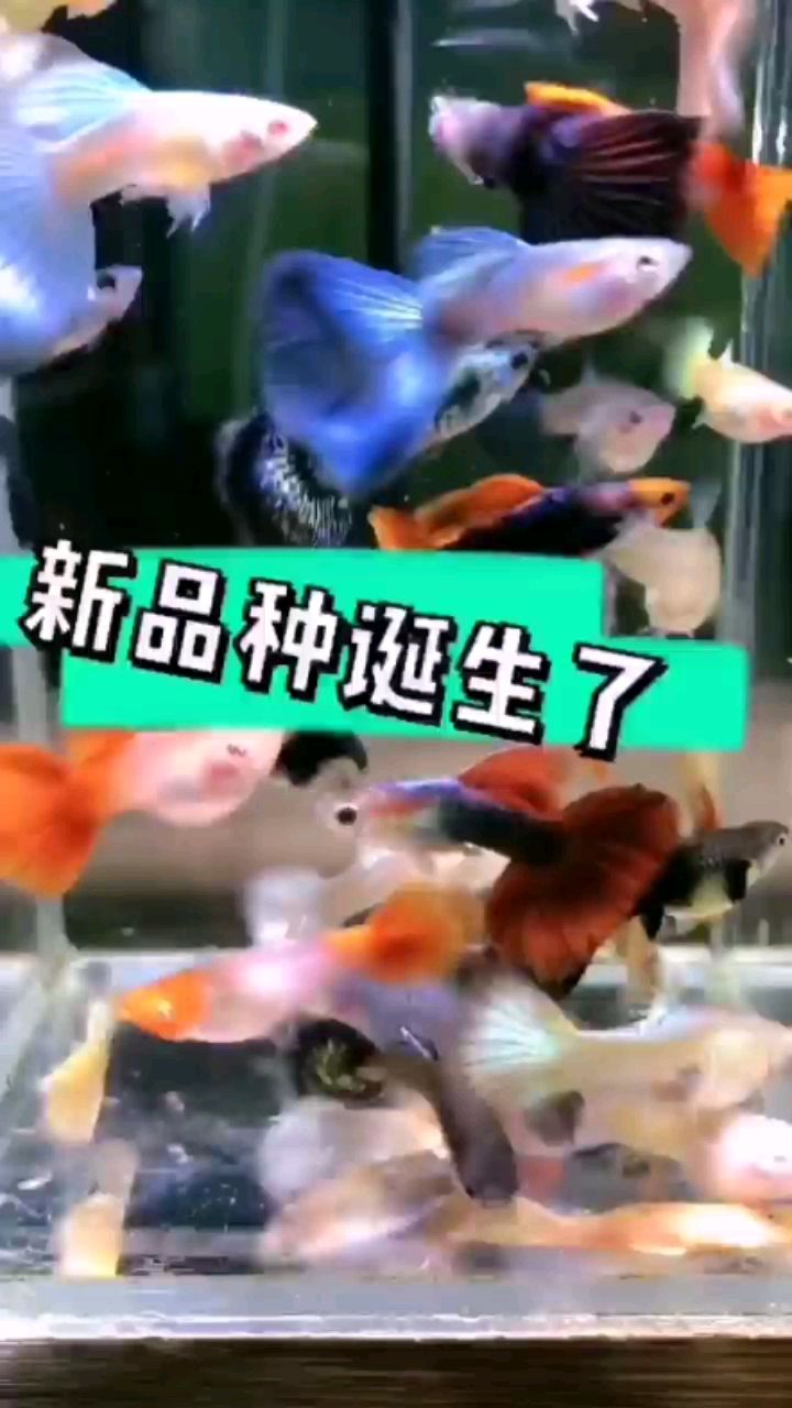 渭南觀賞魚(yú)市場(chǎng)孔雀魚(yú)就是大雜燴一缸啊 觀賞魚(yú)市場(chǎng)（混養(yǎng)魚(yú)） 第3張