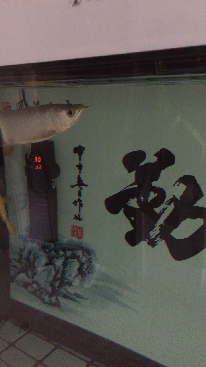 如何封缸等各位大神幫忙 埃及神仙魚(yú)