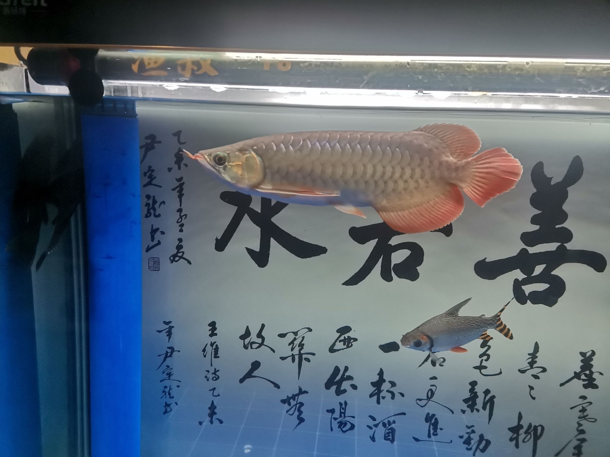 黔東南苗族侗族自治州觀賞魚市場小孟三個月