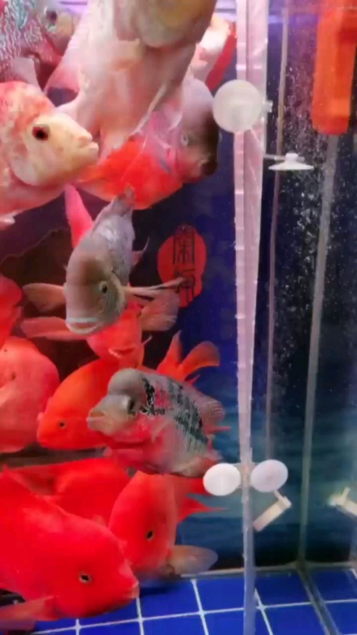 合肥水族館更新大混養(yǎng)