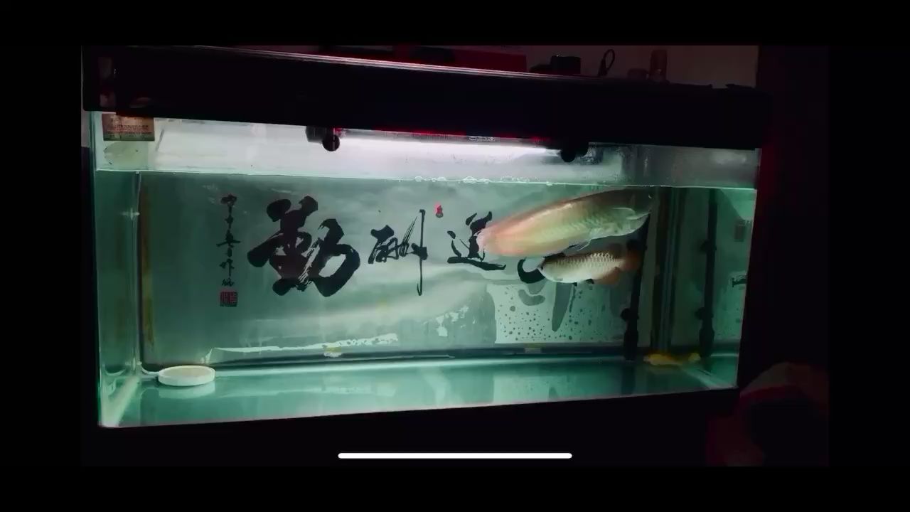 甘孜藏族自治州水族館又是一天 祥龍龍魚專用水族燈 第1張