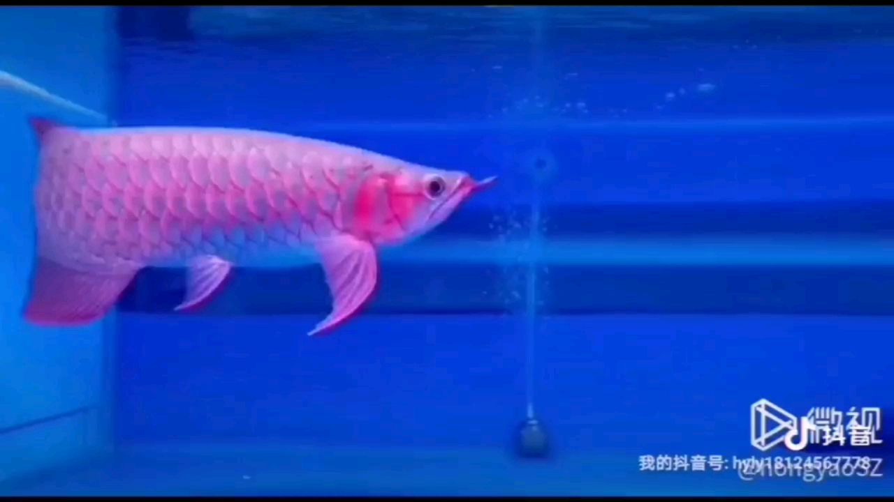 大湖紅龍 祥龍龍魚專用水族燈 第3張