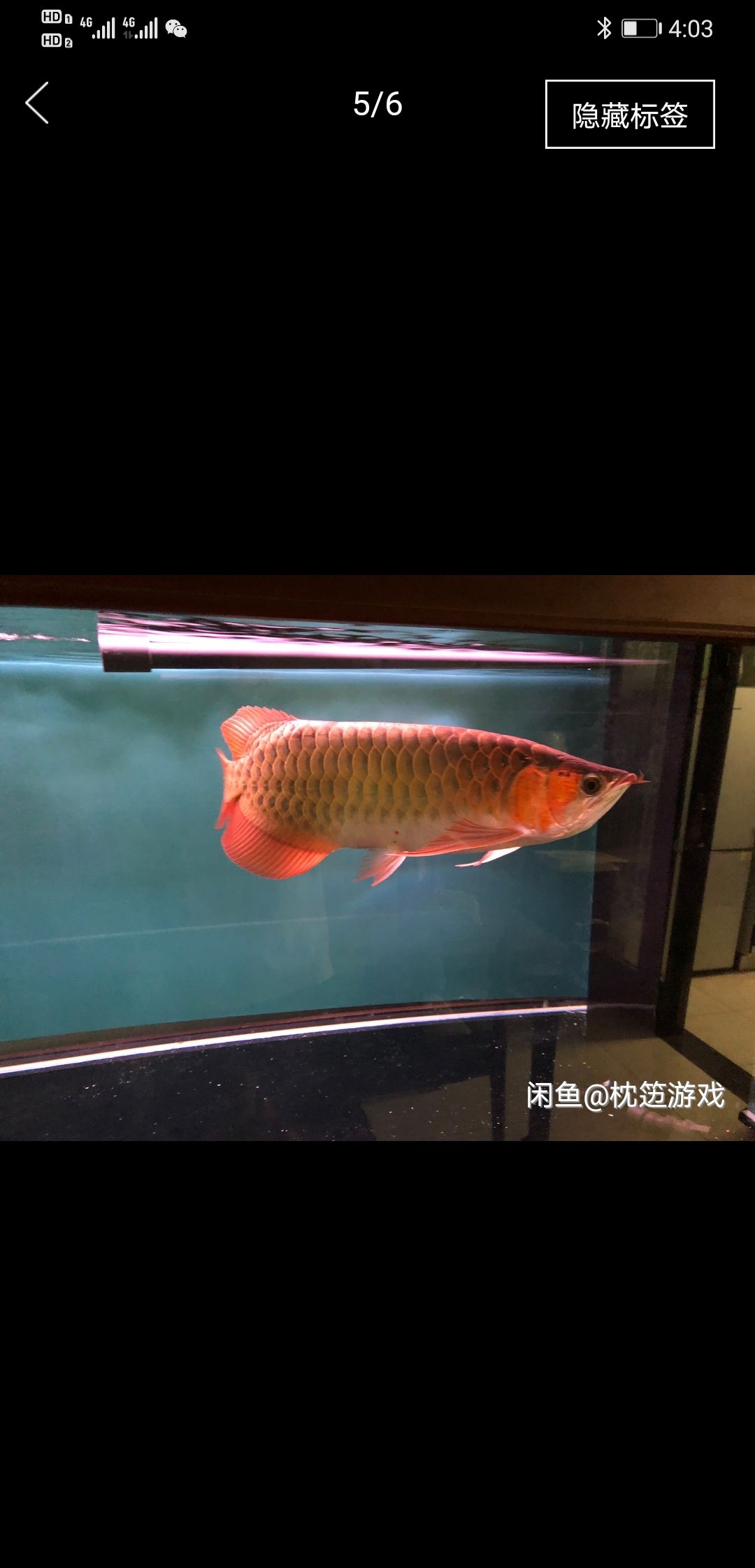 都是本地魚友出的 帝王三間魚 第1張