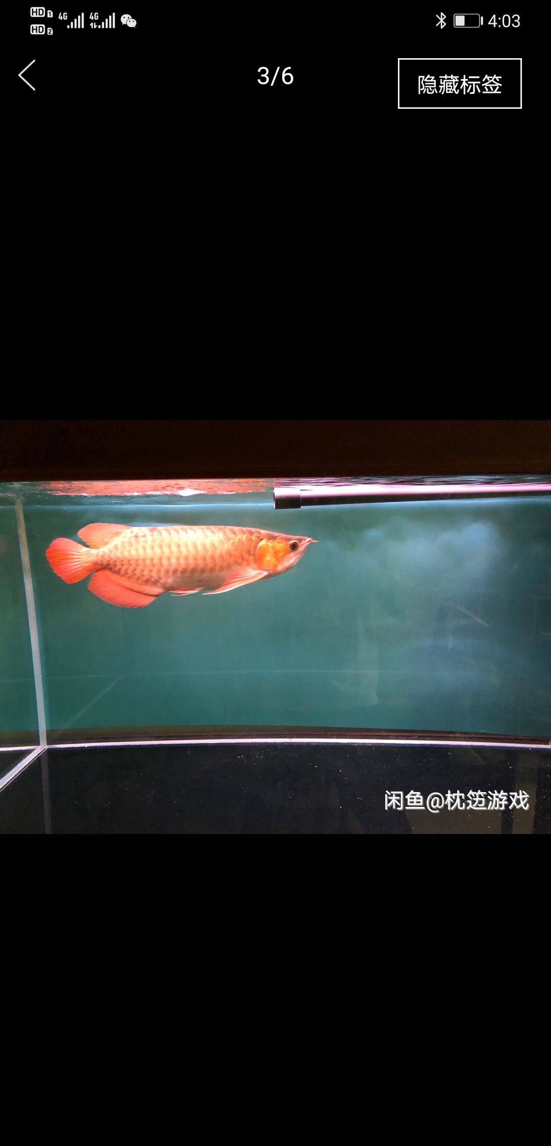 都是本地魚友出的 帝王三間魚 第2張