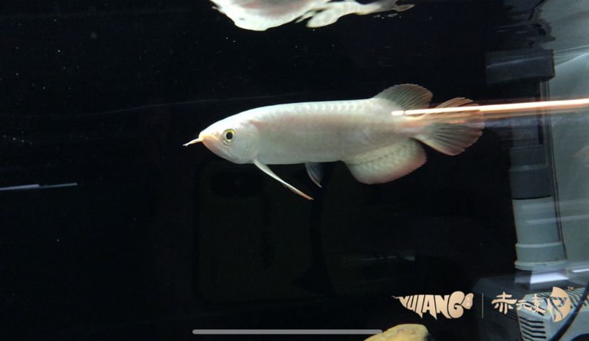 炮頭小精品 祥龍超血紅龍魚 第3張